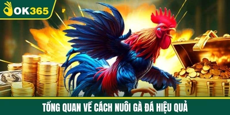 Tổng quan về cách nuôi gà đá hiệu quả