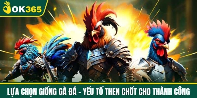 Lựa chọn giống gà đá - Yếu tố then chốt cho thành công