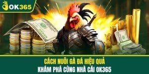 Cách Nuôi Gà Đá Hiệu Quả - Khám Phá Cùng Nhà Cái OK365