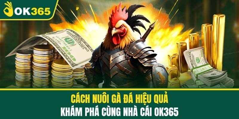 Cách Nuôi Gà Đá Hiệu Quả - Khám Phá Cùng Nhà Cái OK365
