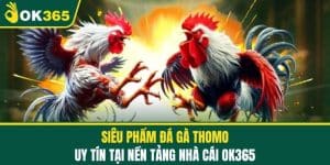 Siêu Phẩm Đá Gà Thomo Uy Tín Tại Nền Tảng Nhà Cái OK365